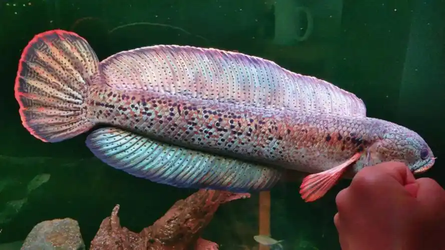 活动  巴卡雷龙鱼的霸气与艳丽