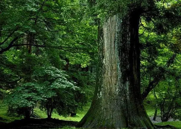 最珍贵的树水杉和银杏.