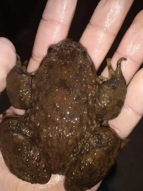 湖南农村水质真好,野生石蛙慢慢的多了,蹲了二十分钟终于拍到啦