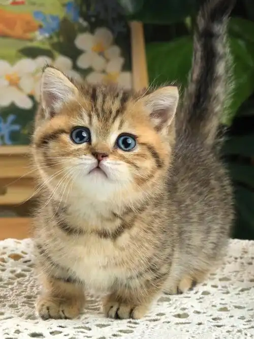 广州  #猫  #广州猫舍  #金虎斑  #矮脚猫  #金虎斑矮脚