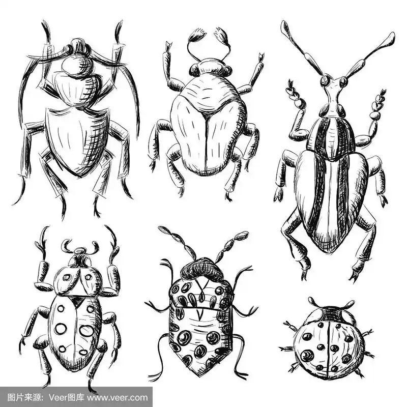 手绘甲虫素描集