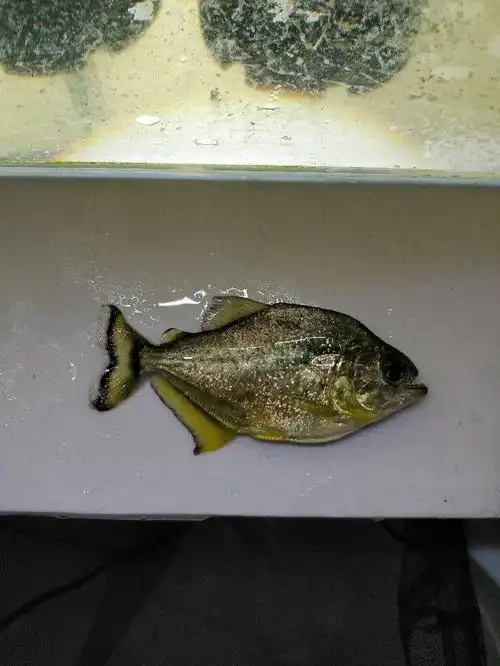 四川鱼友俱乐部 - cta南美水族 - powered by discuz!