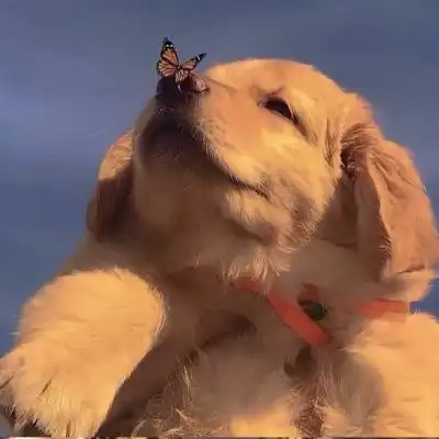 萌宠头像萌萌哒图片高清好看的动物微信头像可爱呆萌