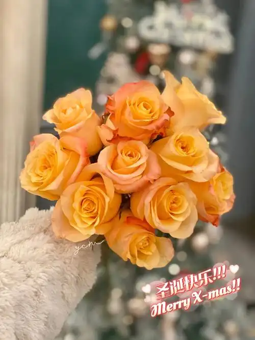 蒙娜丽莎玫瑰原来你是这样的无敌铁头娃