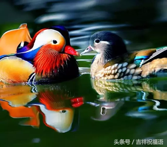 送你最美夫妻花~最美五彩鸳鸯!送给群里每一位朋友!