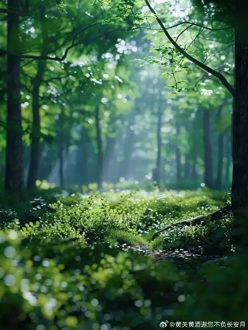 壁纸 风景 森林 植物 桌面 690_916 竖版 竖屏 手机