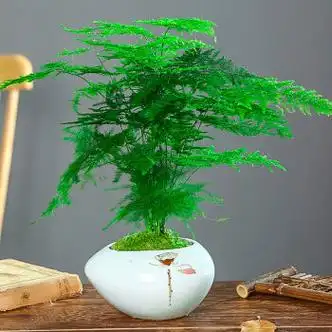 文竹盆栽盆景植物室内客厅花卉办公室桌面小绿植水培d8 饱满文竹 荷叶