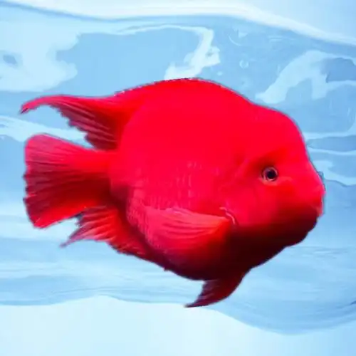 热带观赏鱼起头红鹦鹉招财鱼红财神发财鱼银龙龙鱼鱼