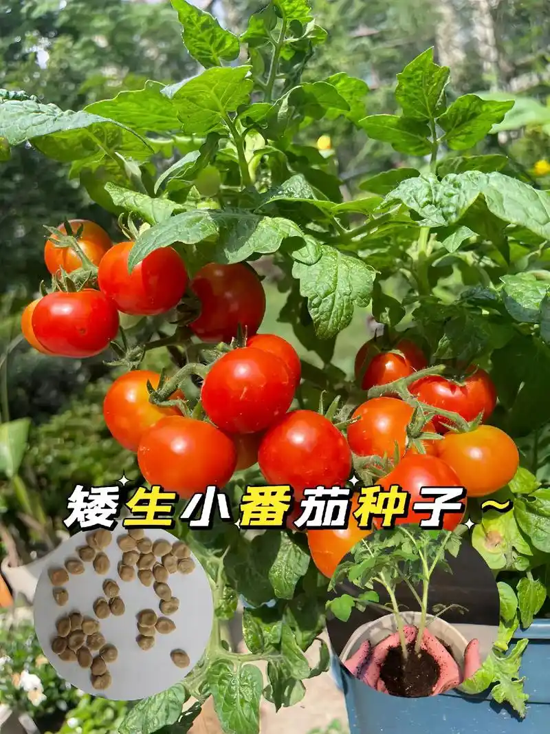 朋友们快来种这款矮生小番茄,好看又好吃.种植简单,不用搭架, - 抖音