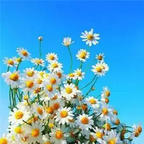 高清有意境的花朵头像唯美图片,微信头像图片