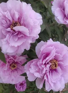 如花似玉菏泽正宗牡丹花苗粉蓝色观赏重瓣大苗树苗庭院盆栽带花苞