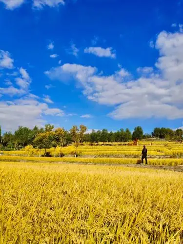 金秋十月丰收季,稻谷飘香惹人醉 写美篇              金秋十月,美丽