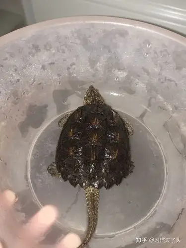 鳄龟杂佛刚买的后悔了不想养了