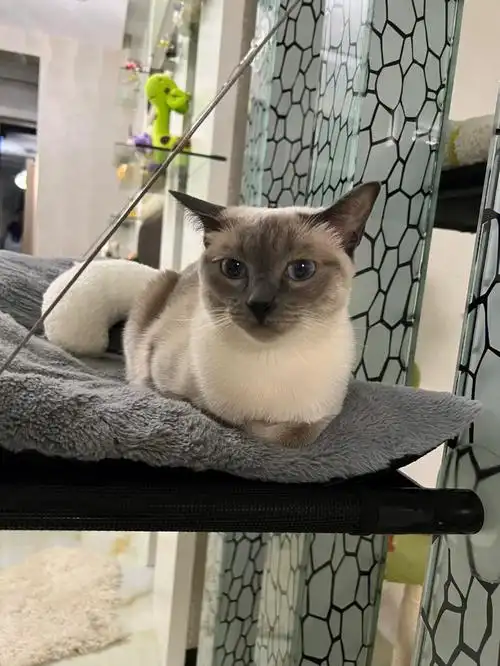 皮蛋蓝重点暹罗