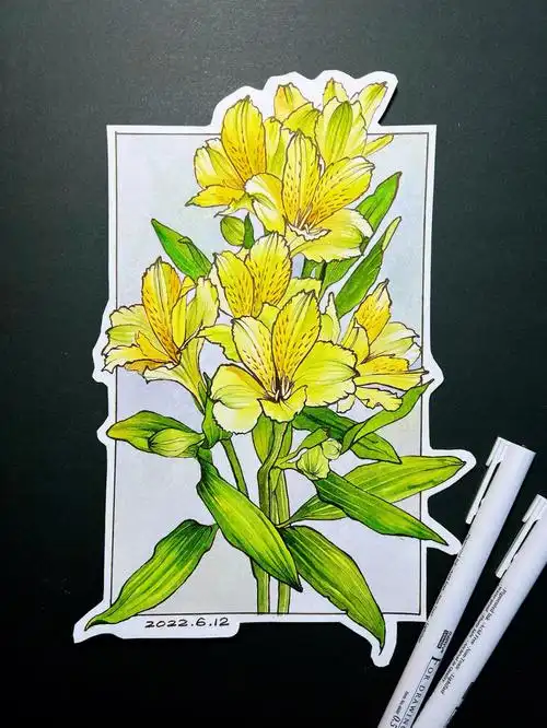 钢笔淡彩花卉写生练习六出花