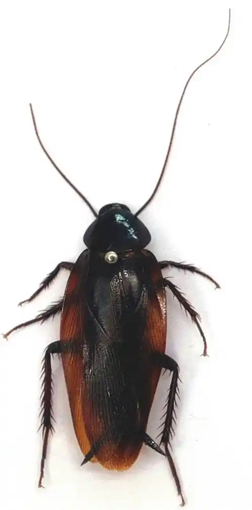 美洲蟑螂的介绍