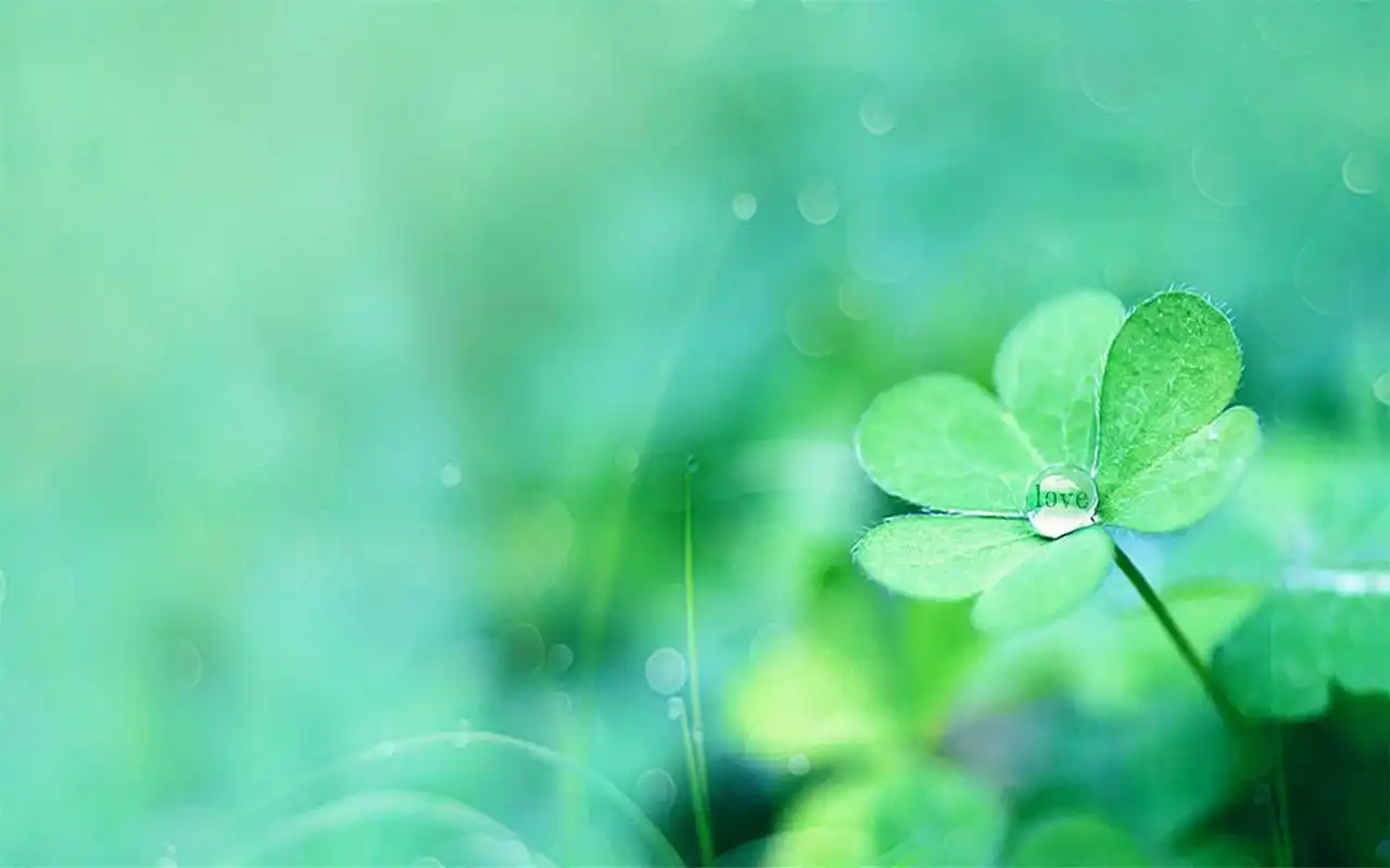 小清新唯美四叶草高清桌面壁纸.四叶草是车轴草属植物(包括三叶草属和