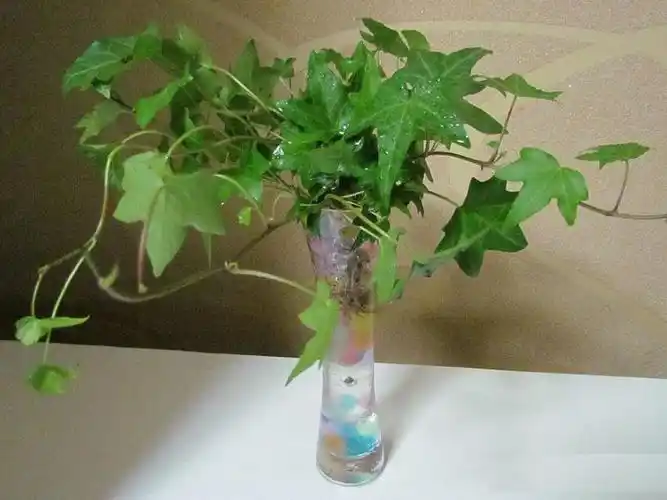 水培常春藤