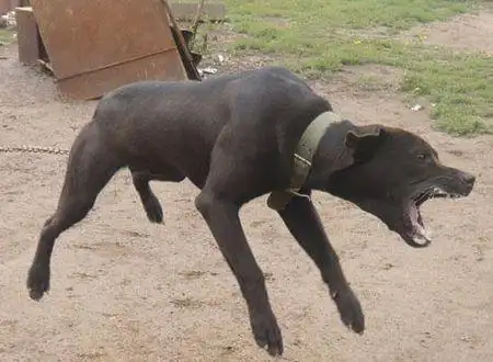 比特犬和狼打架那个厉害些?