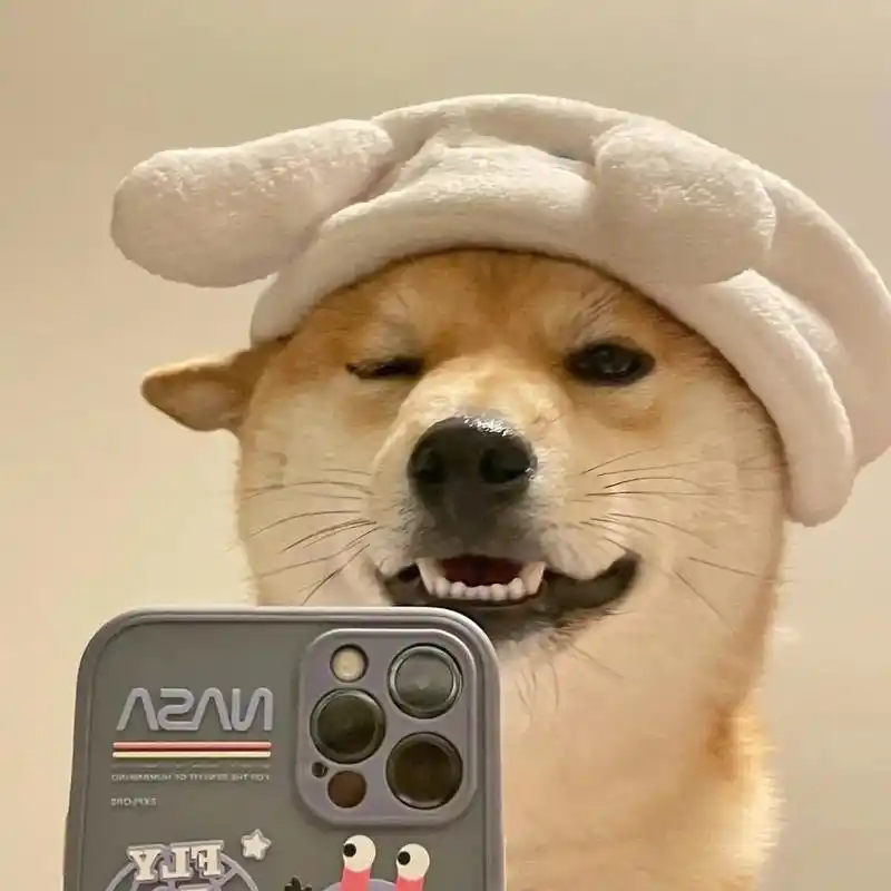 超9315的狗狗头像#搞笑头像 #优质头像 #朋友圈背景图 - 抖音