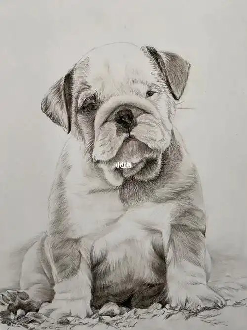 素描狗