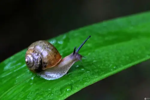 淘气的蜗牛-新手图集-光影中国网-36.01ny.cn - powered by discuz!