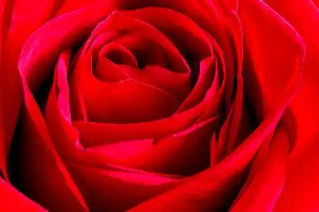 大红玫瑰花特写照片