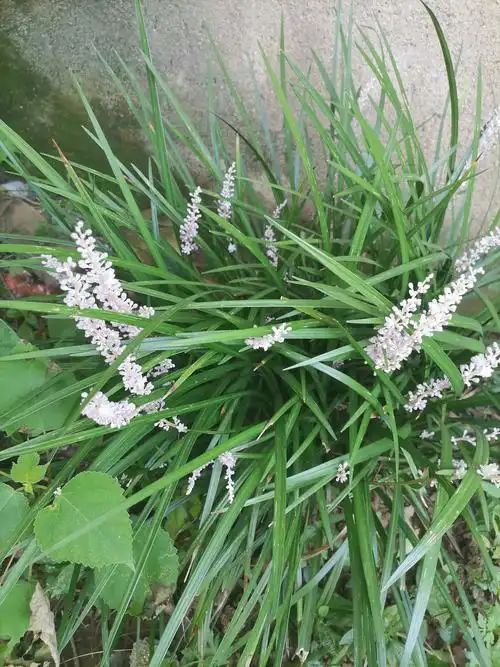 中草药大百科麦冬⒊