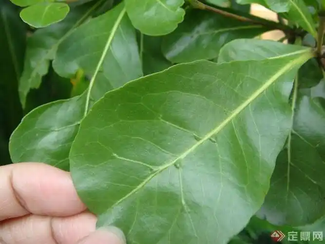 树木,景观树,景观树木大叶黄杨