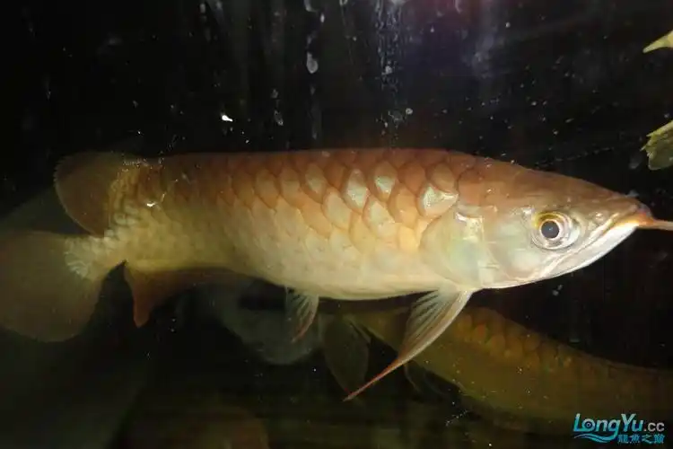 我对号半的看法顺便带上自家养的号半&红龙的成长记录