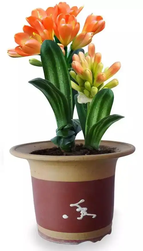 50种 · 绿植花卉大全,以后养花不怕不认识了,值得收藏!