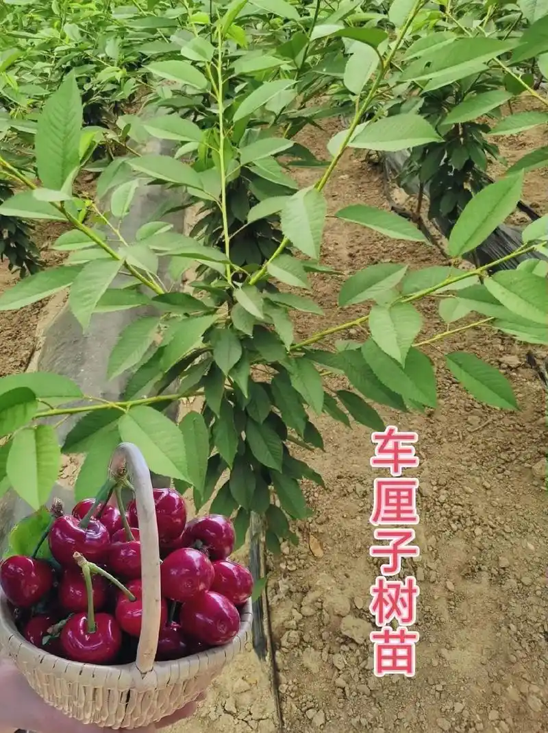 车厘子树苗.家人们～这个#车厘子树苗 ,经过改良嫁接,好养易 - 抖音