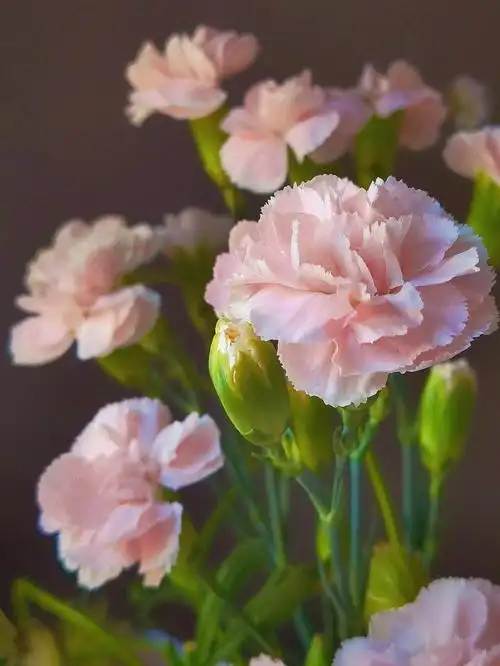 手机摄影记录康乃馨