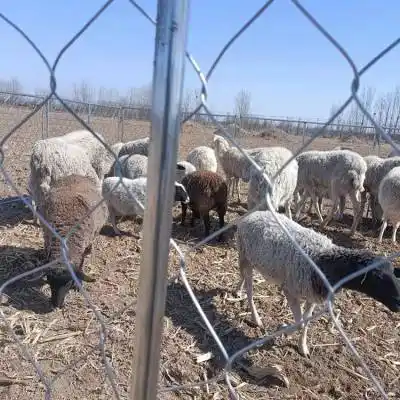 宇润 草原围栏网 圈养牛栏网 圈地围网养殖铁丝网