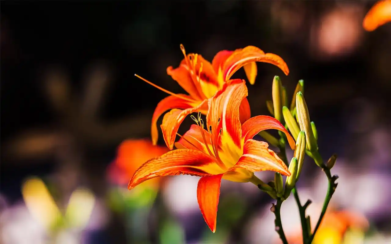 灿烂唯美的植物萱草花高清电脑桌面壁纸