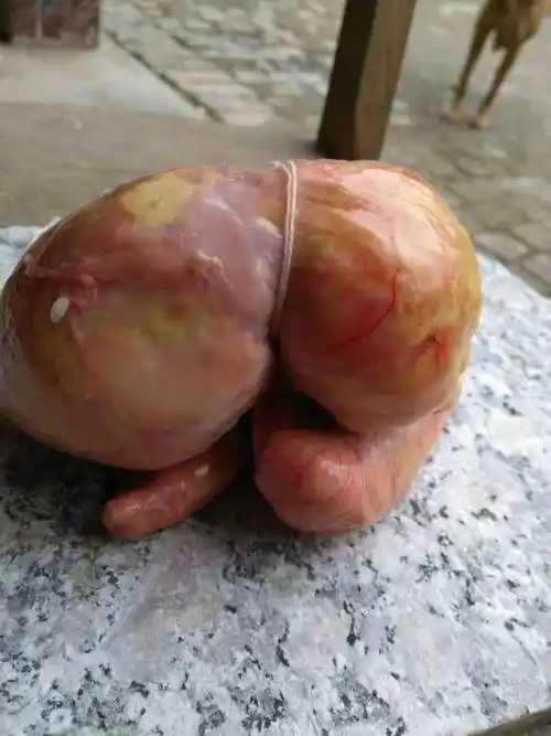 鸡宝鸡宝鸡宝图片_高清图-杨伟勤-搜了网