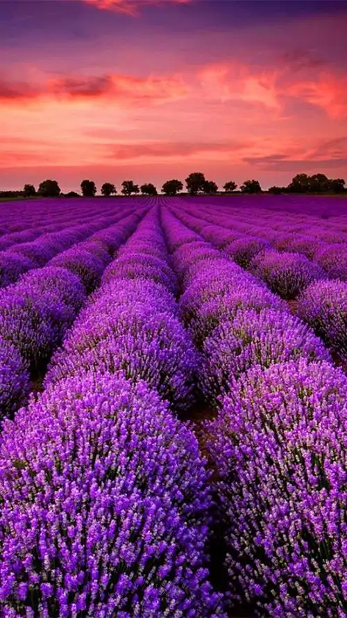 薰衣草花海