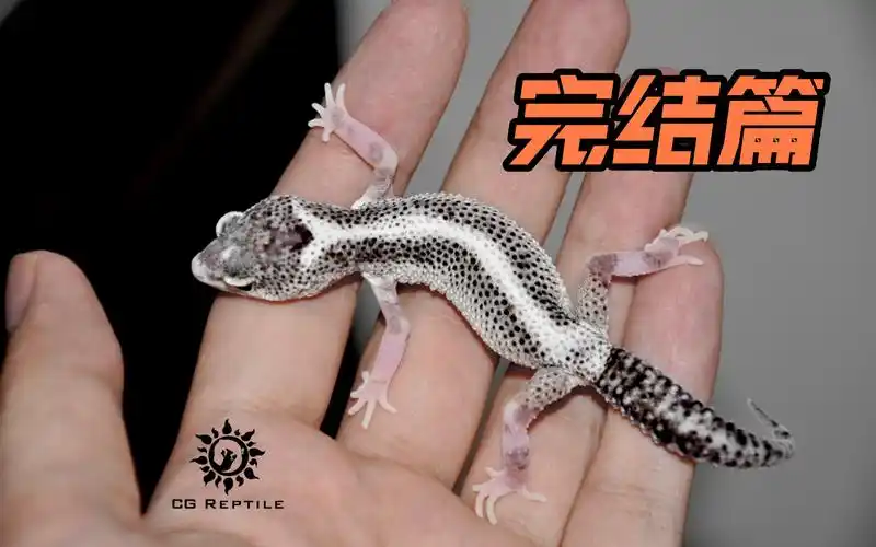 【豹纹守宫全品系科普】隐性基因—银河 恶魔白酒 赛法尔