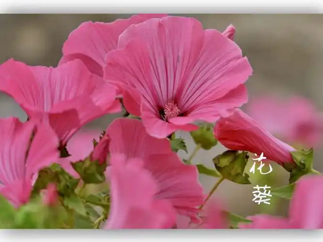 锦葵科,花葵属植物 花冠紫红色,基部具深紫色脉