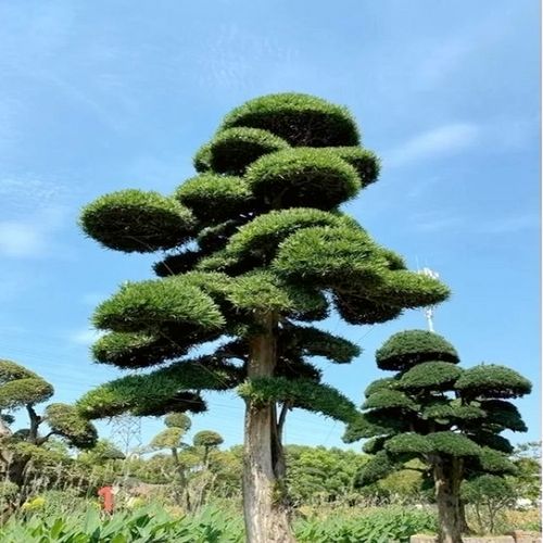 造型罗汉松黑松五针松盆景迎客松大树庭院别墅风景树景观树常绿