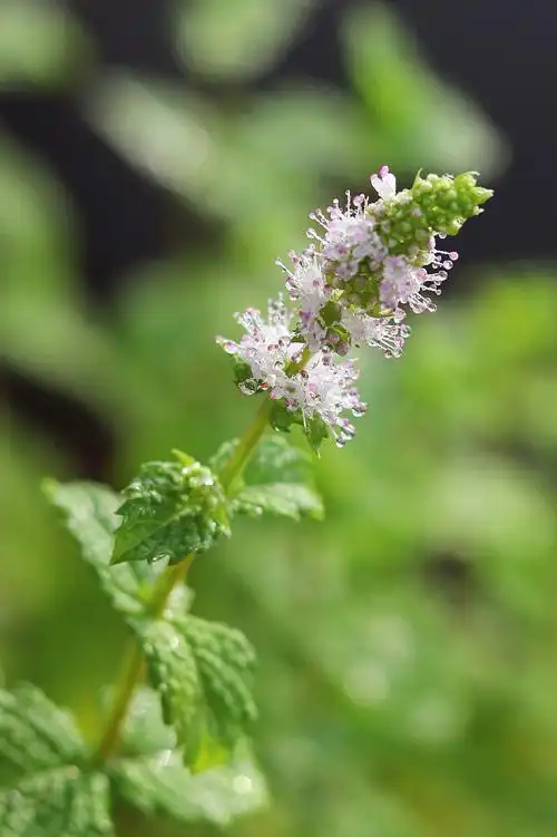 最喜欢的季节到了养的薄荷开花了