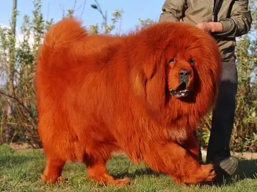 世界上最贵的狗排名.