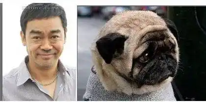 当明星和狗狗撞脸,尬尴了!