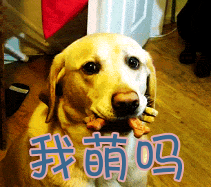 卖萌我萌吗狗gif动图_动态图_表情包下载_soogif