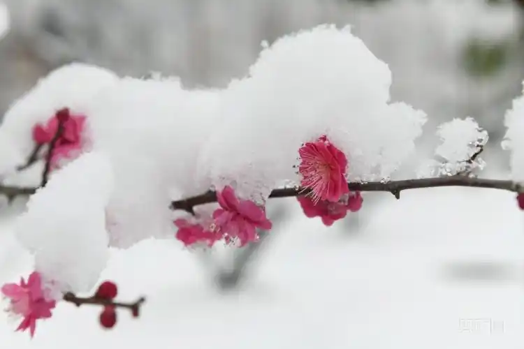 贵州镇远:雪压枝头梅花俏