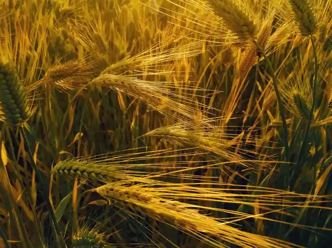 被压弯了腰的麦穗,丰硕的麦粒.