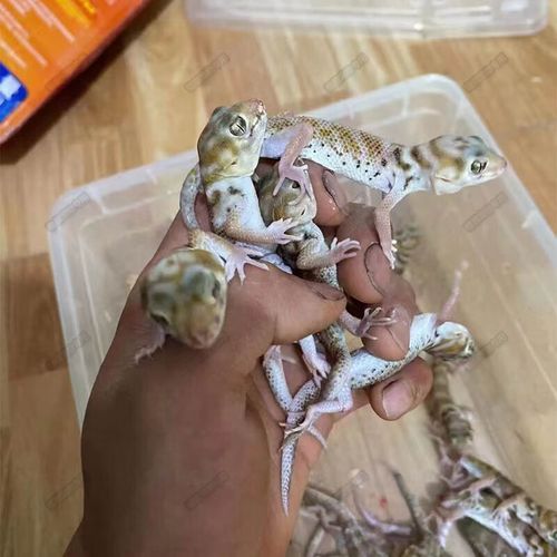 蛙眼守宫宠物可爱可上手不咬人萌宠豹纹守宫蜥蜴 一只蛙眼守宫价格