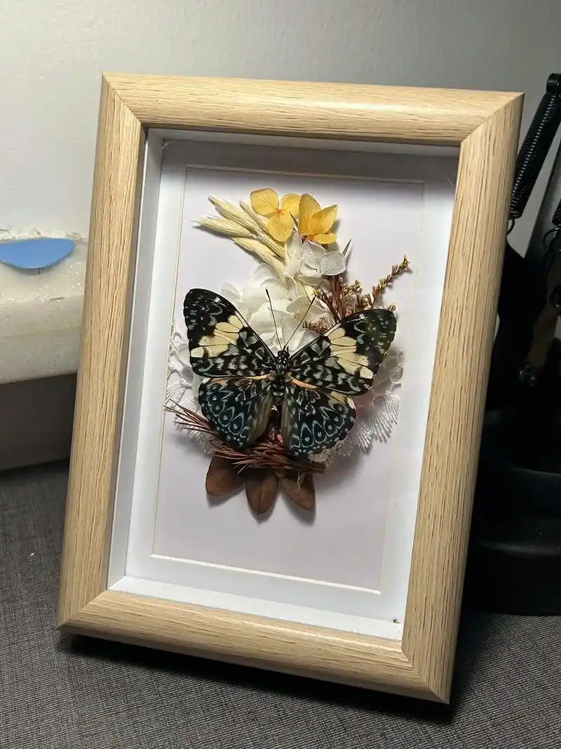 浅做一个蛤蟆蛱蝶#蝴蝶标本 #蝴蝶03 #美学 #昆虫标本 - 抖音