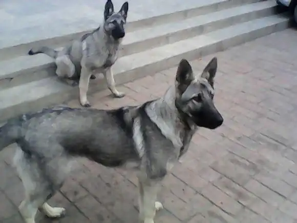 狼青犬是杂交的狗品种,狼被毛颜色有铁青,青白,草黄等等,狼青犬的体型