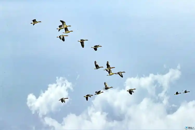 迁徙——大雁